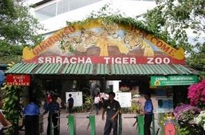 Тигриный зоопарк на Самуи